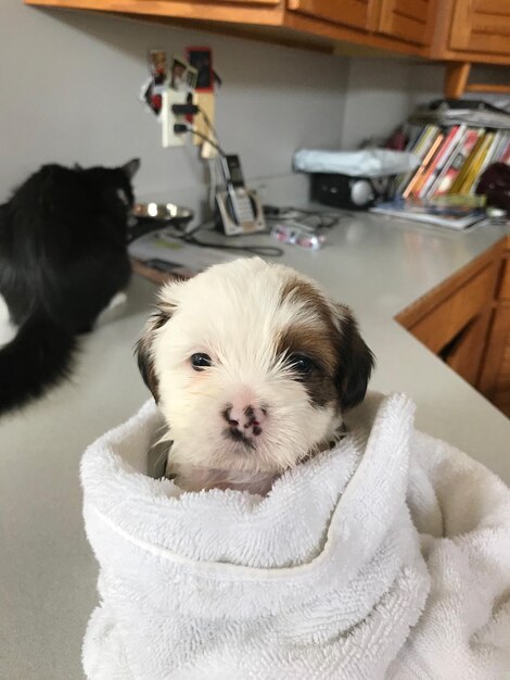 Foto ritratto da vicino di un cane a casa