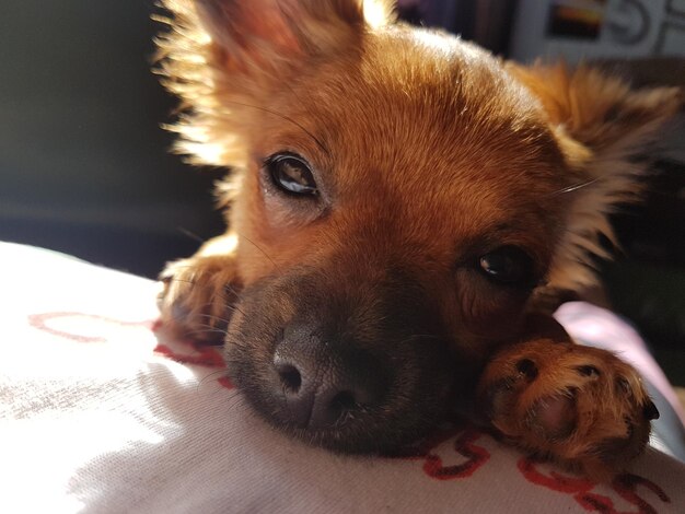 Photo close-up portrait of dog at home