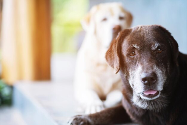 Close-up portrait of a dog at home