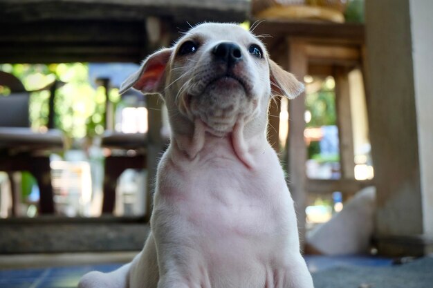 家にいる犬のクローズアップ肖像画