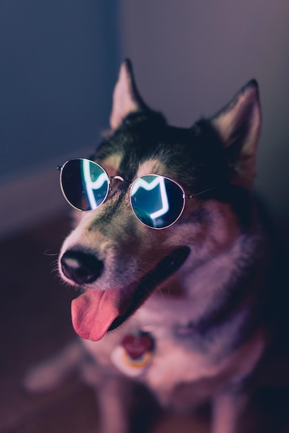 close-up portrait of dog at home