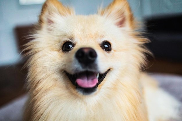 Photo close-up portrait of dog at home