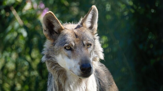 Close-up portrait of dog on land