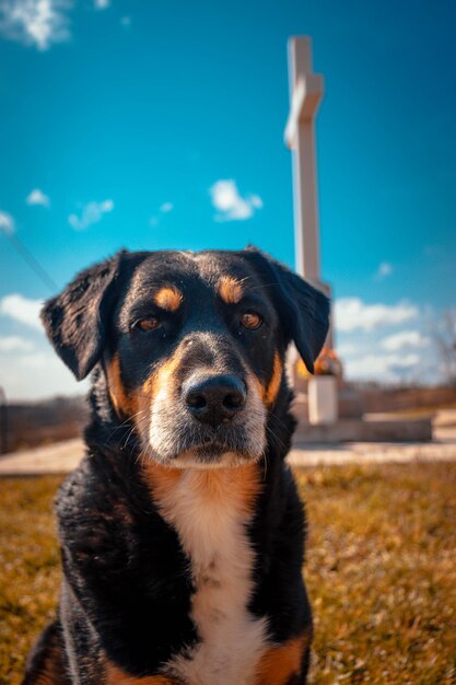 Close-up portrait of dog looking away on field