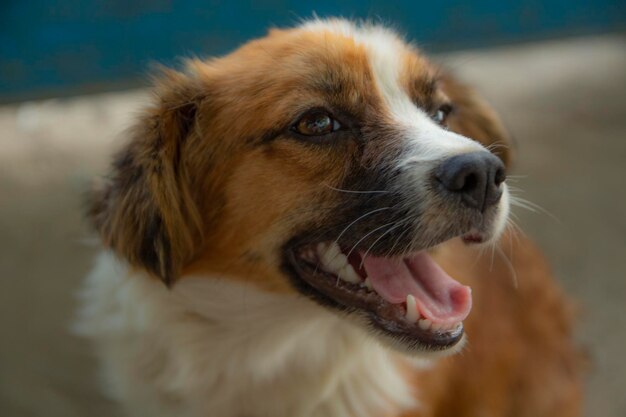 Photo close-up portrait of dog looking away on footpath