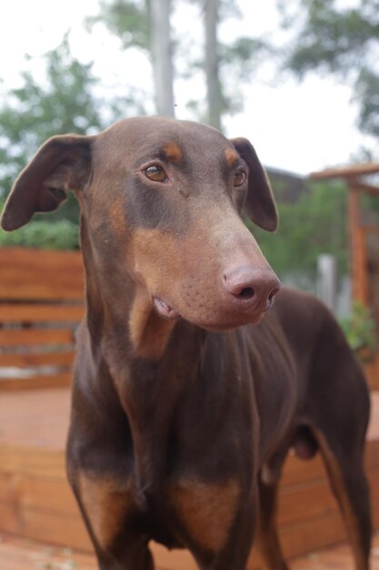 Foto ritratto ravvicinato di un cane che guarda da un'altra parte