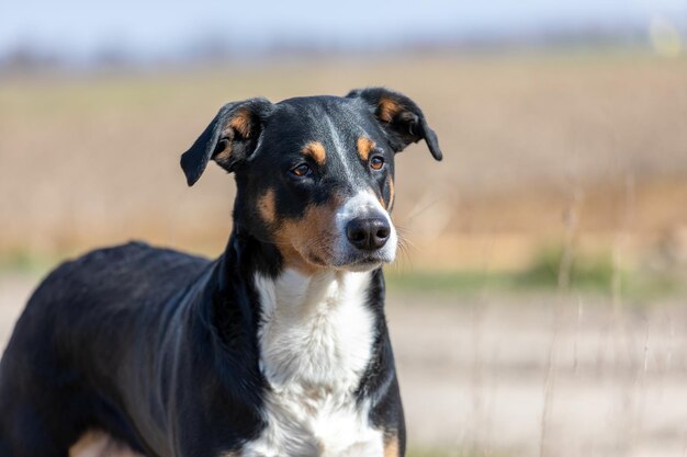 Close-up portrait of a dog looking away