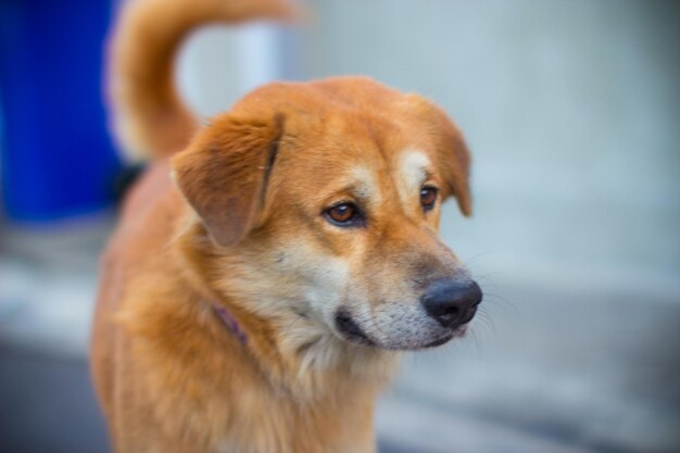 Close-up portrait of dog looking away