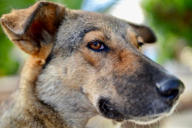 遠くを見回す犬のクローズアップ肖像画