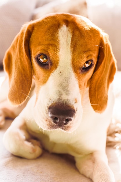 Foto ritratto ravvicinato di un cane che guarda la telecamera