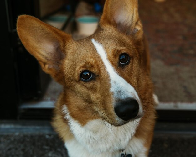 Photo close-up portrait of dog looking at camera