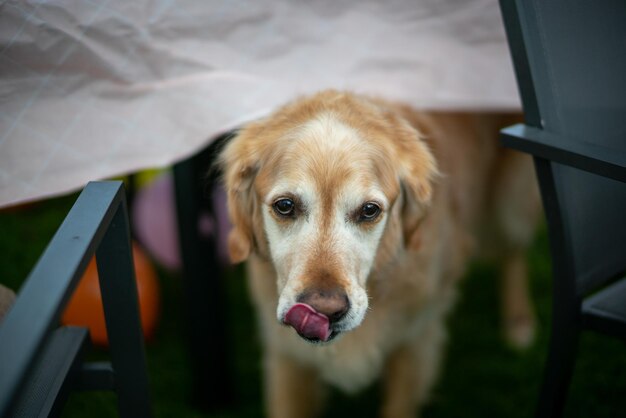 Photo close-up portrait of dog looking at camera