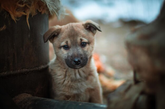 Photo close-up portrait of dog looking at camera