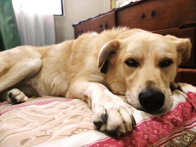 Close-up portrait of dog lying on bed at home