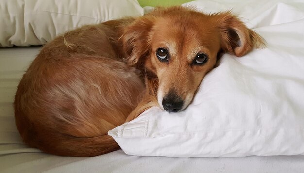 Close-up portrait of dog lying on bed