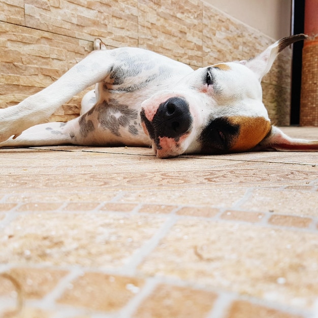 Photo close-up portrait of dog lying down