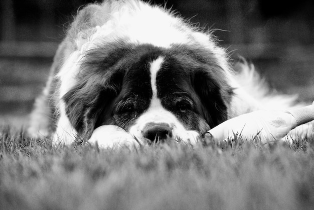 Photo close-up portrait of dog lying on field