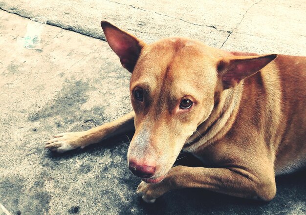 Photo close-up portrait of dog lying on floor