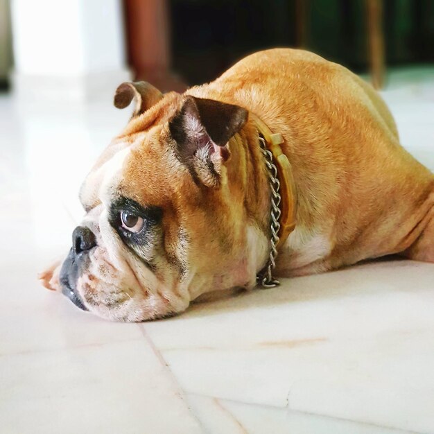 Foto ritratto ravvicinato di un cane sdraiato sul pavimento