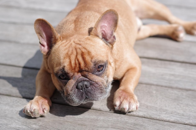 外で横たわっている犬のクローズアップ肖像画