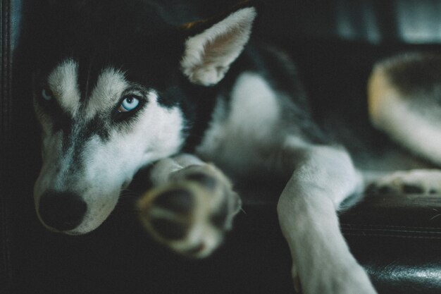 Photo close-up portrait of dog lying on sofa