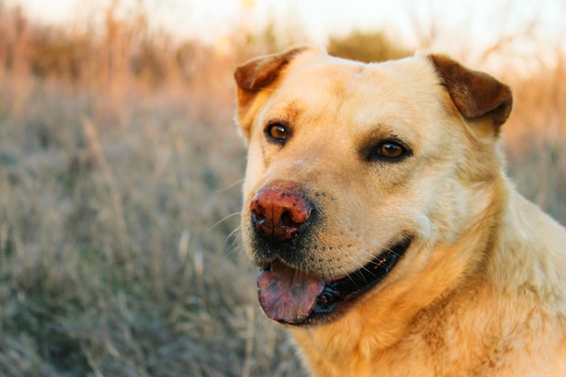 外で犬の肖像画のクローズアップ
