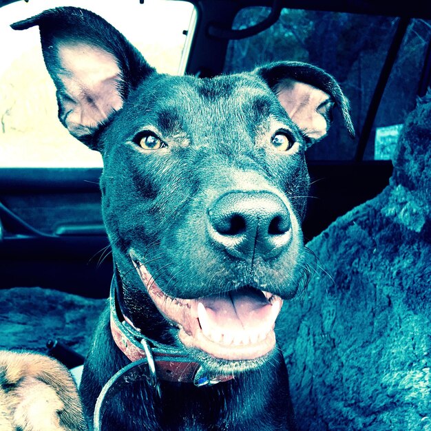 Close-up portrait of dog outdoors