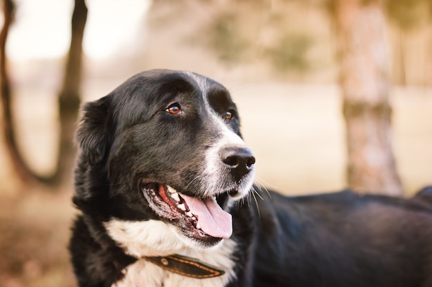 close up portrait of dog outdoors