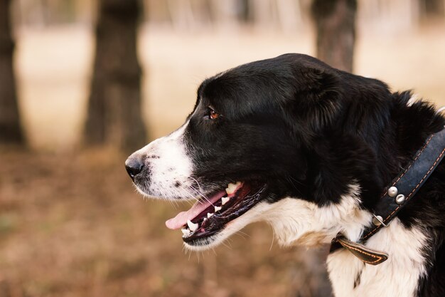 close up portrait of dog outdoors