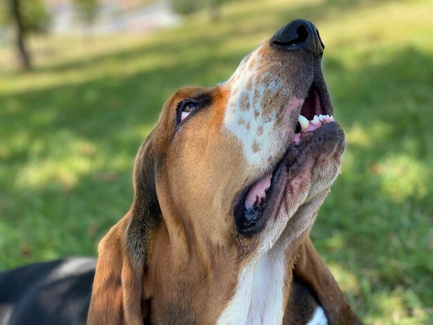 Photo close-up portrait of dog in the park