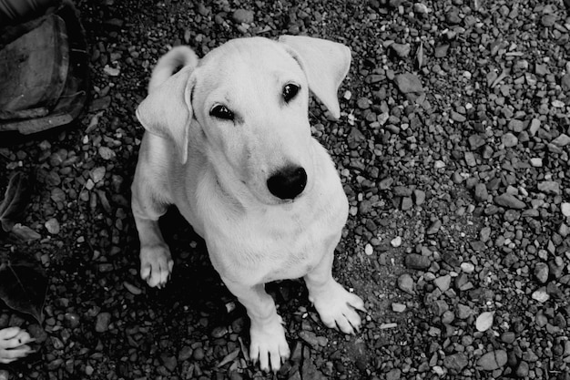 Close-up portrait of dog on pebbles