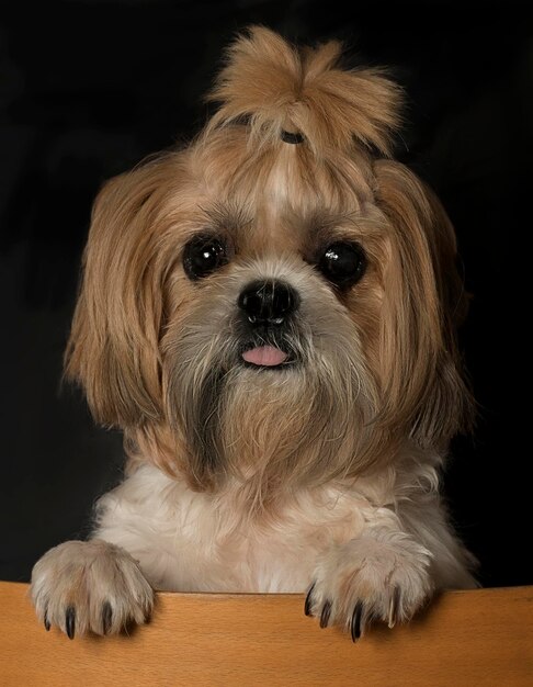 Photo close-up portrait of dog rearing up at table