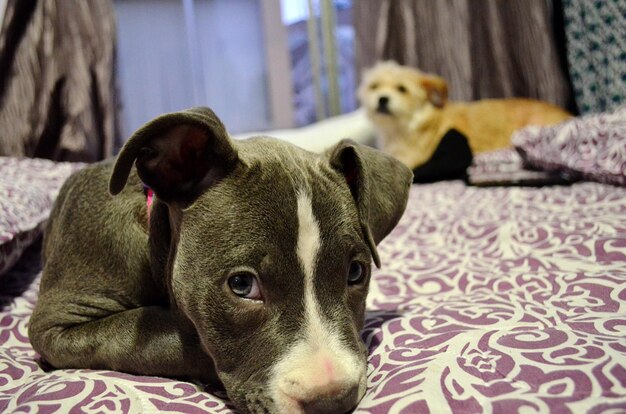 Close-up portrait of dog relaxing on bed at home