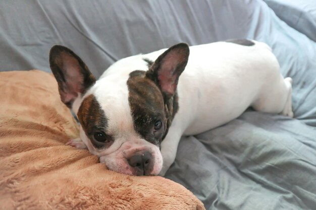 Close-up portrait of dog relaxing on bed at home