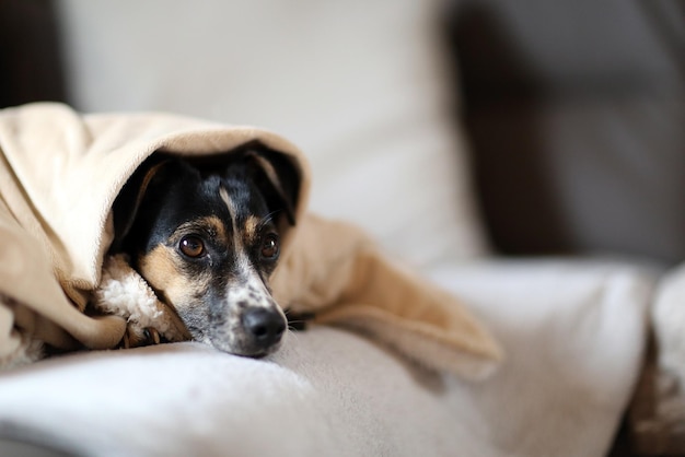 ベッドでリラックスしている犬のクローズアップ肖像画
