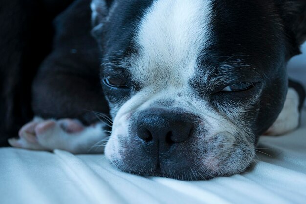 Close-up portrait of dog relaxing on bed