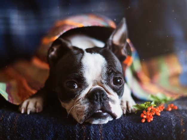 床でリラックスしている犬のクローズアップ肖像画