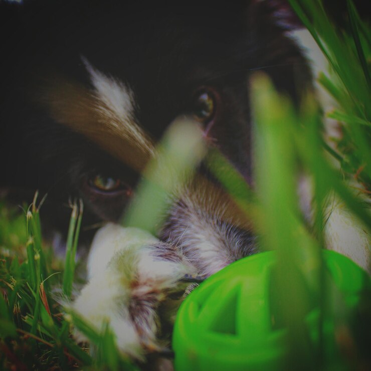 Photo close-up portrait of dog relaxing on grassy field