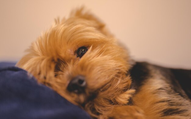 家でリラックスしている犬のクローズアップ肖像画