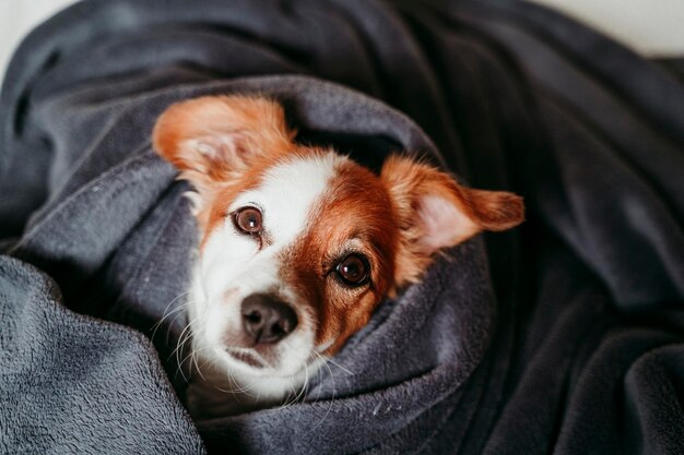 Close-up portrait of dog relaxing at home