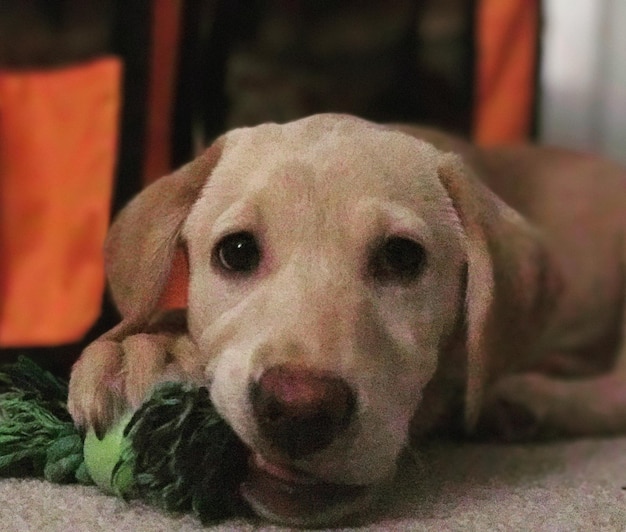 Close-up portrait of dog relaxing at home