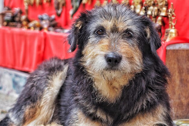 Close-up portrait of dog relaxing outdoors