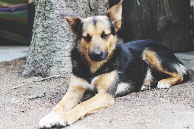 Close-up portrait of dog relaxing outdoors