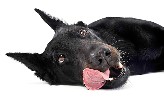 白い背景でリラックスしている犬のクローズアップ肖像画
