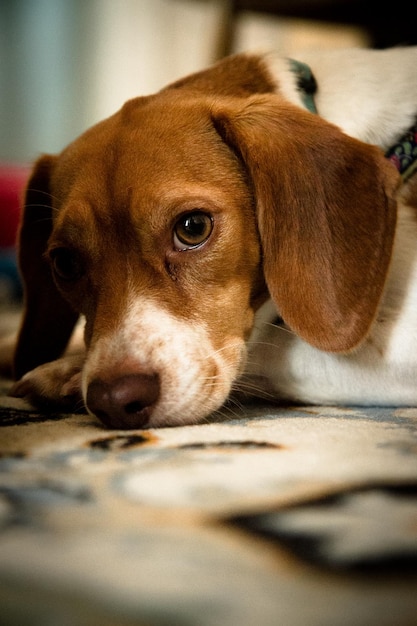 close-up portrait of dog relaxing