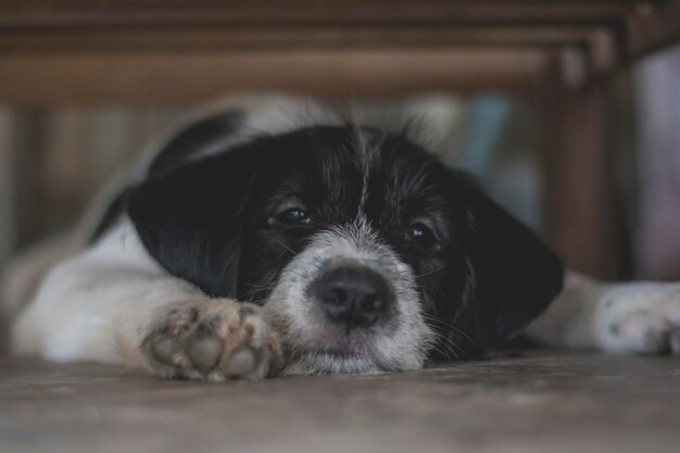 Photo close-up portrait of dog resting on floor at home