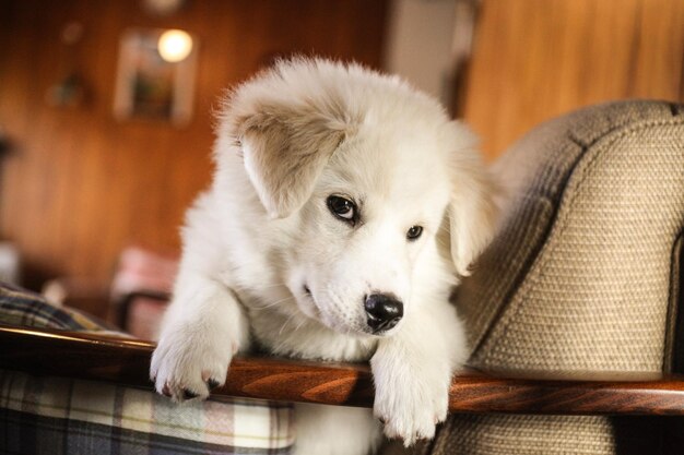 Photo close-up portrait of a dog resting at home