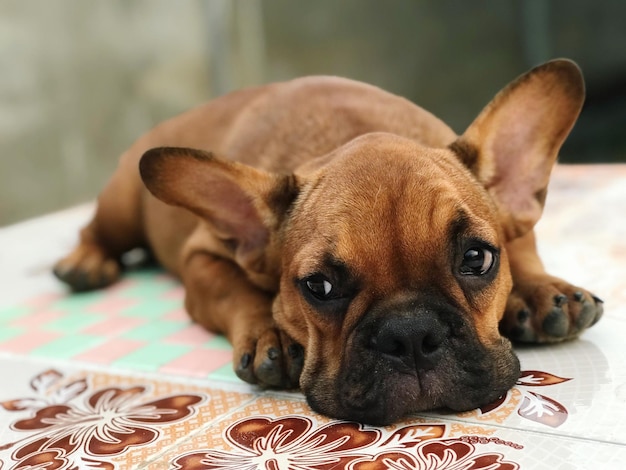 タイル付きの床に休んでいる犬のクローズアップ肖像画