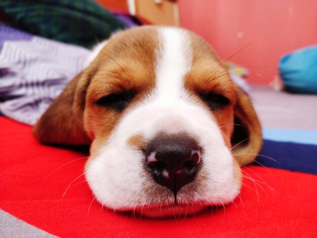 Close-up portrait of dog resting