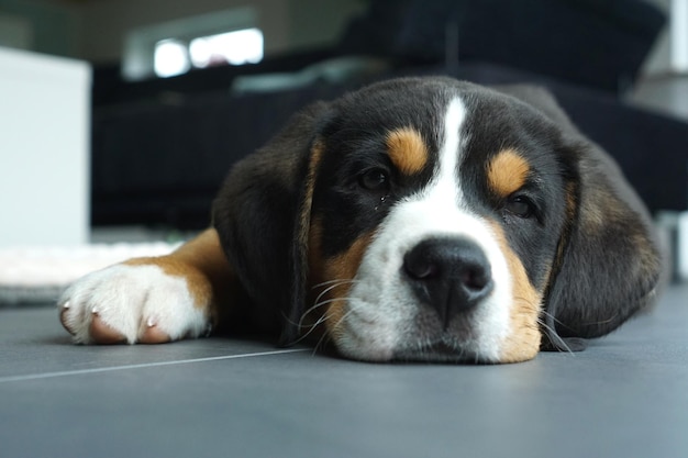 Photo close-up portrait of dog resting